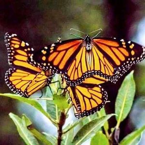 Meet your Posher, Pam